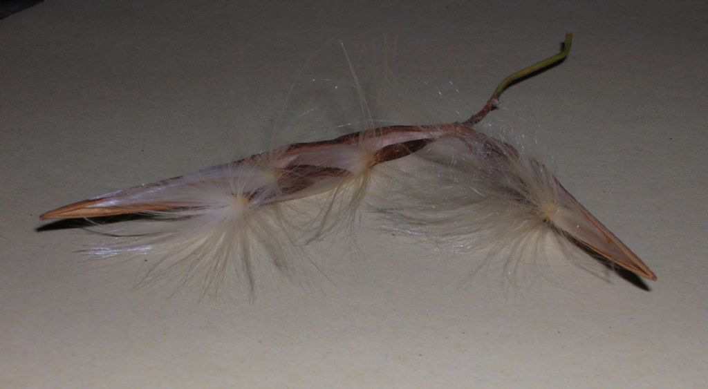 Seme da identificare (54)